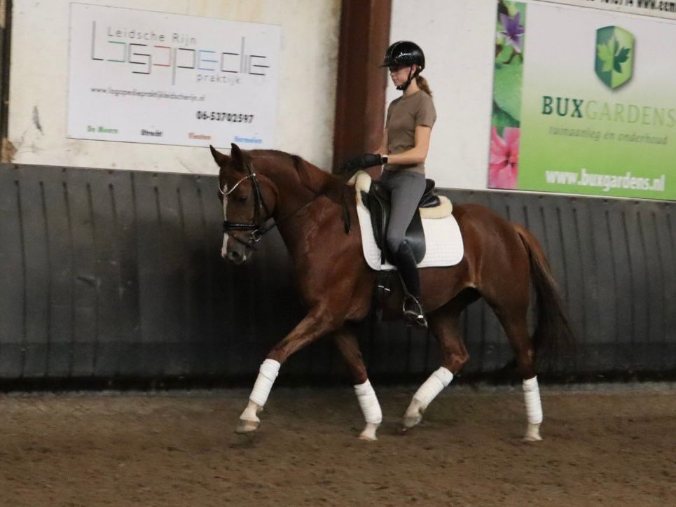 kwpn dressuurpaard merrie 6 años vos en venta - Foto 2