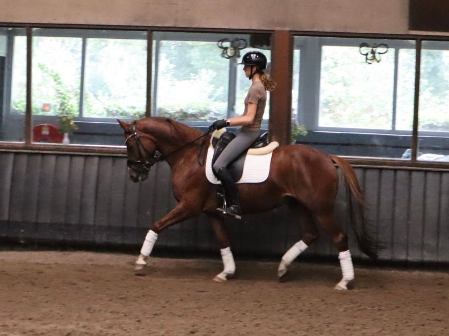 kwpn dressuurpaard merrie 6 años vos en venta - Foto 4