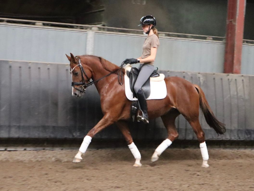 kwpn dressuurpaard merrie 6 años vos en venta - Foto 5