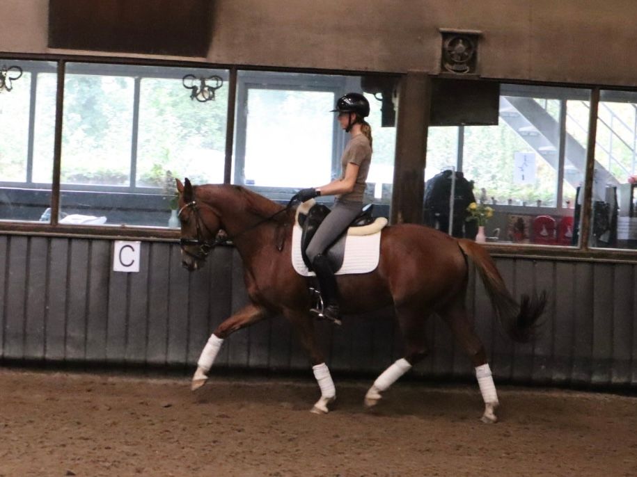 kwpn dressuurpaard merrie 6 años vos en venta - Foto 3