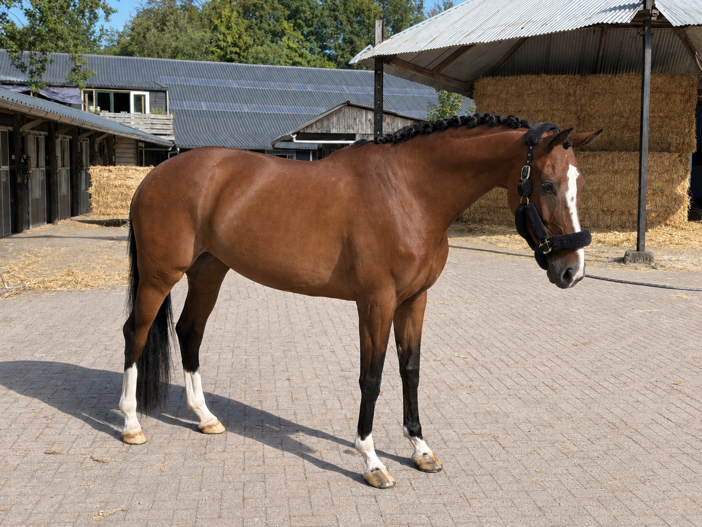 KWPN dressuurpaard Merrie 6 ani Bruin de vânzare - Foto 2
