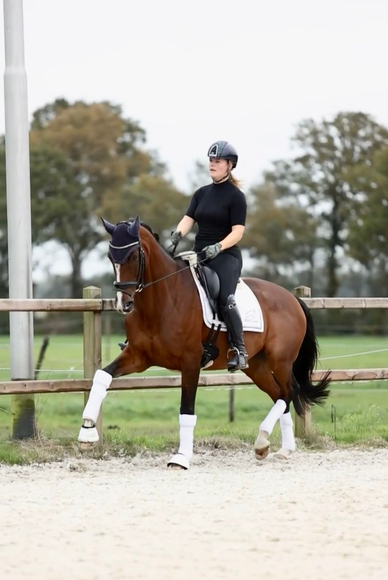 KWPN dressuurpaard Merrie 6 ani Bruin de vânzare - Foto 3