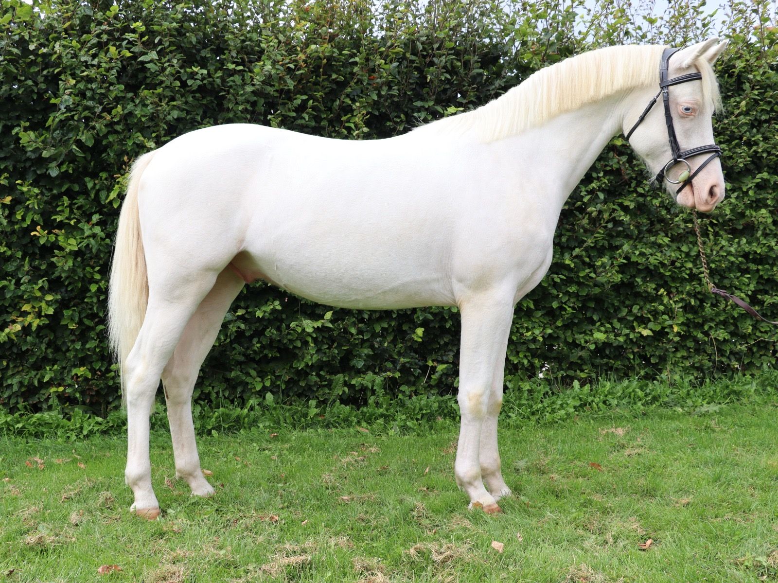 Lieve, braaf en goed gereden C-pony te koop