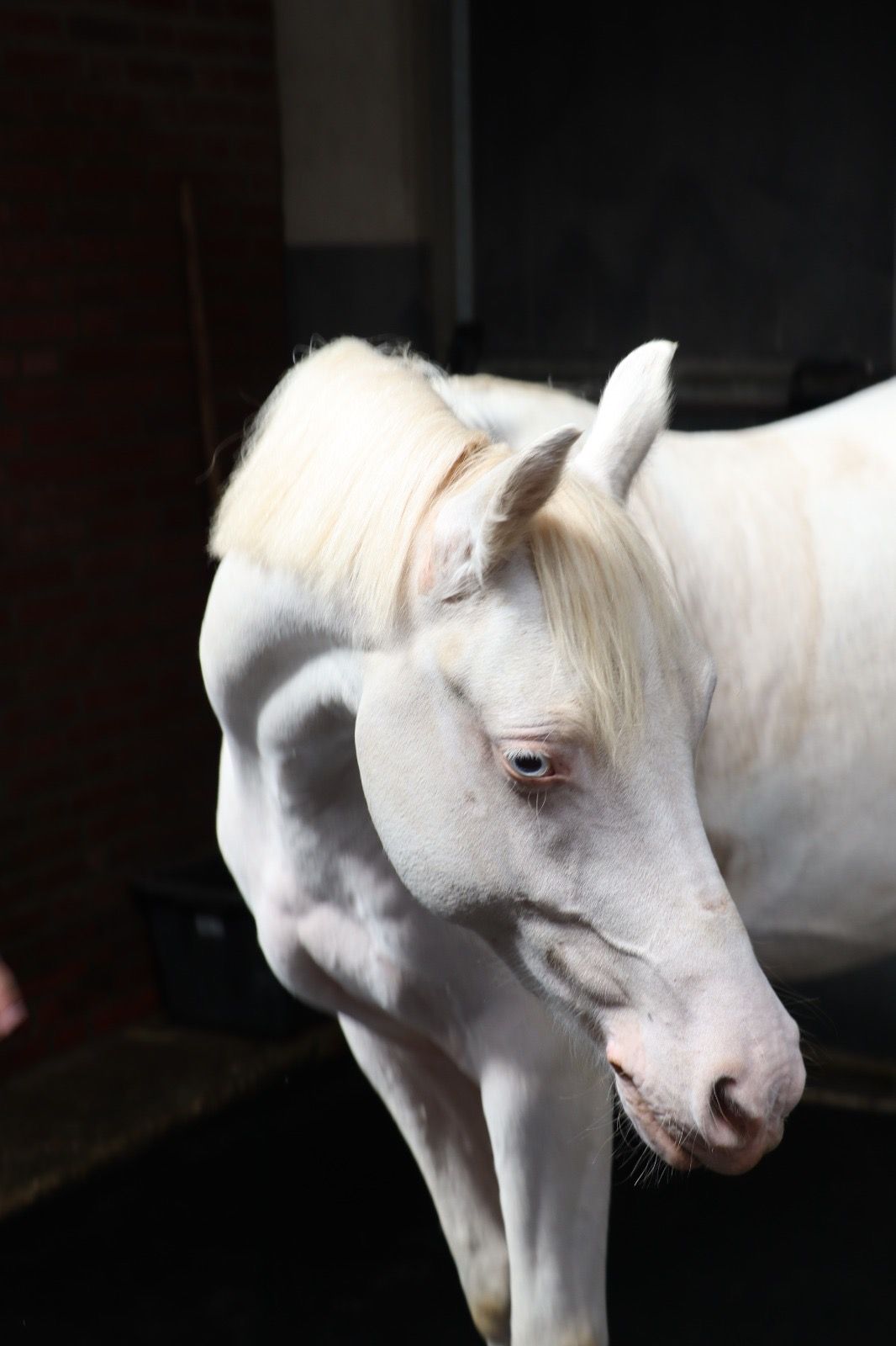 bwp springpony ruin 4 jaar andere-kleur te koop - Foto 5