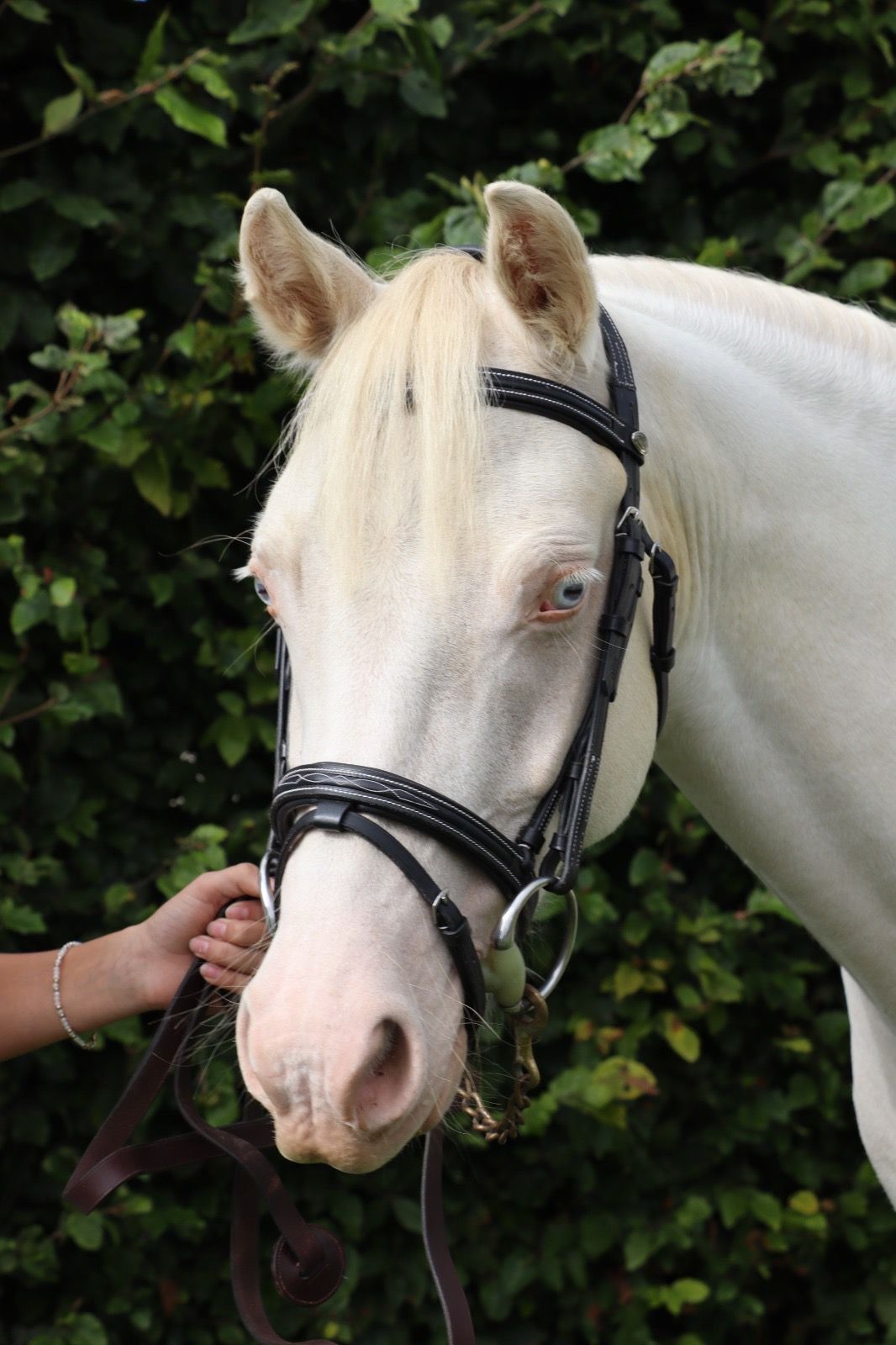bwp springpony ruin 4 jaar andere-kleur te koop - Foto 2