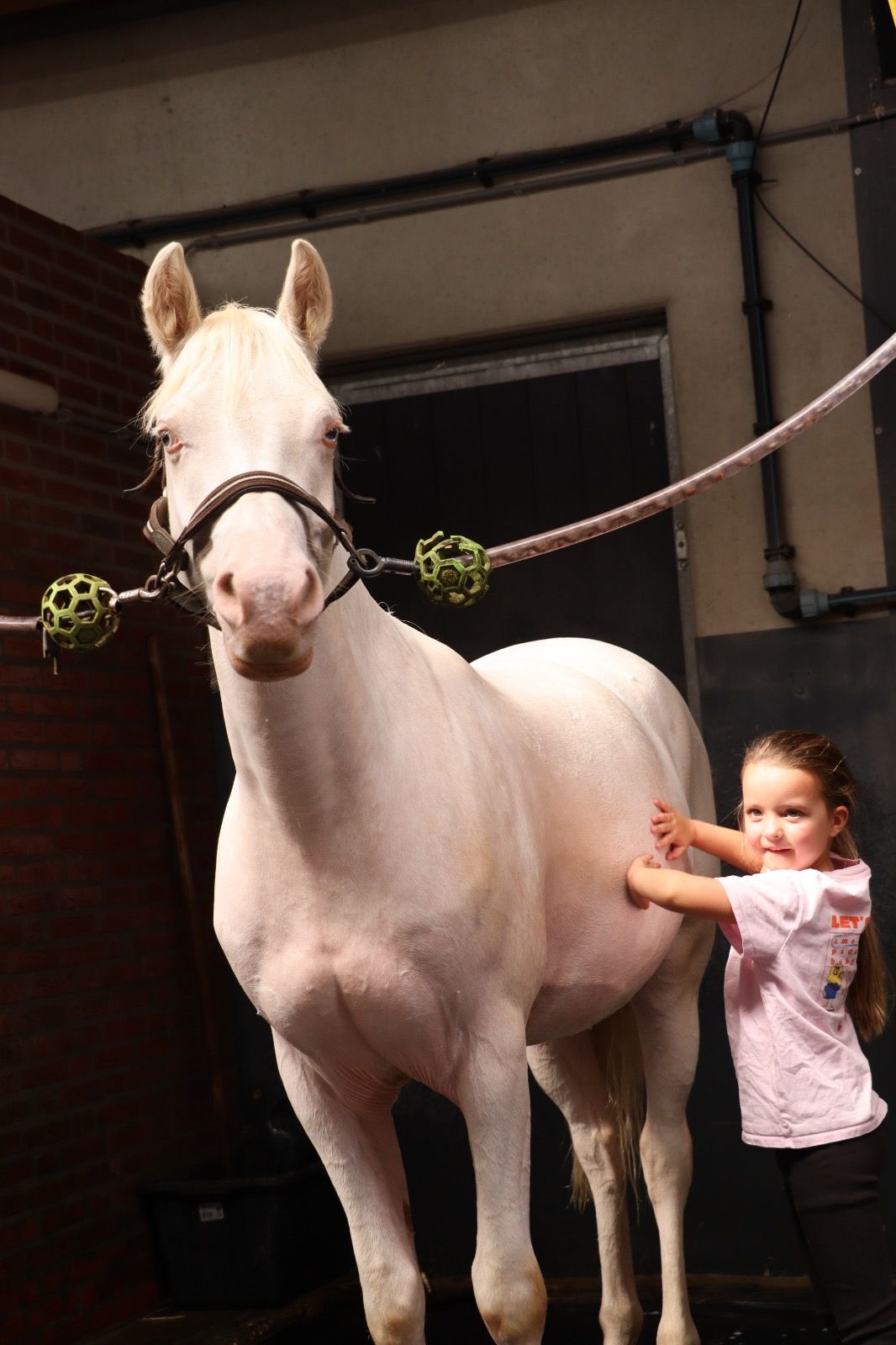 bwp springpony ruin 4 jaar andere-kleur te koop - Foto 6