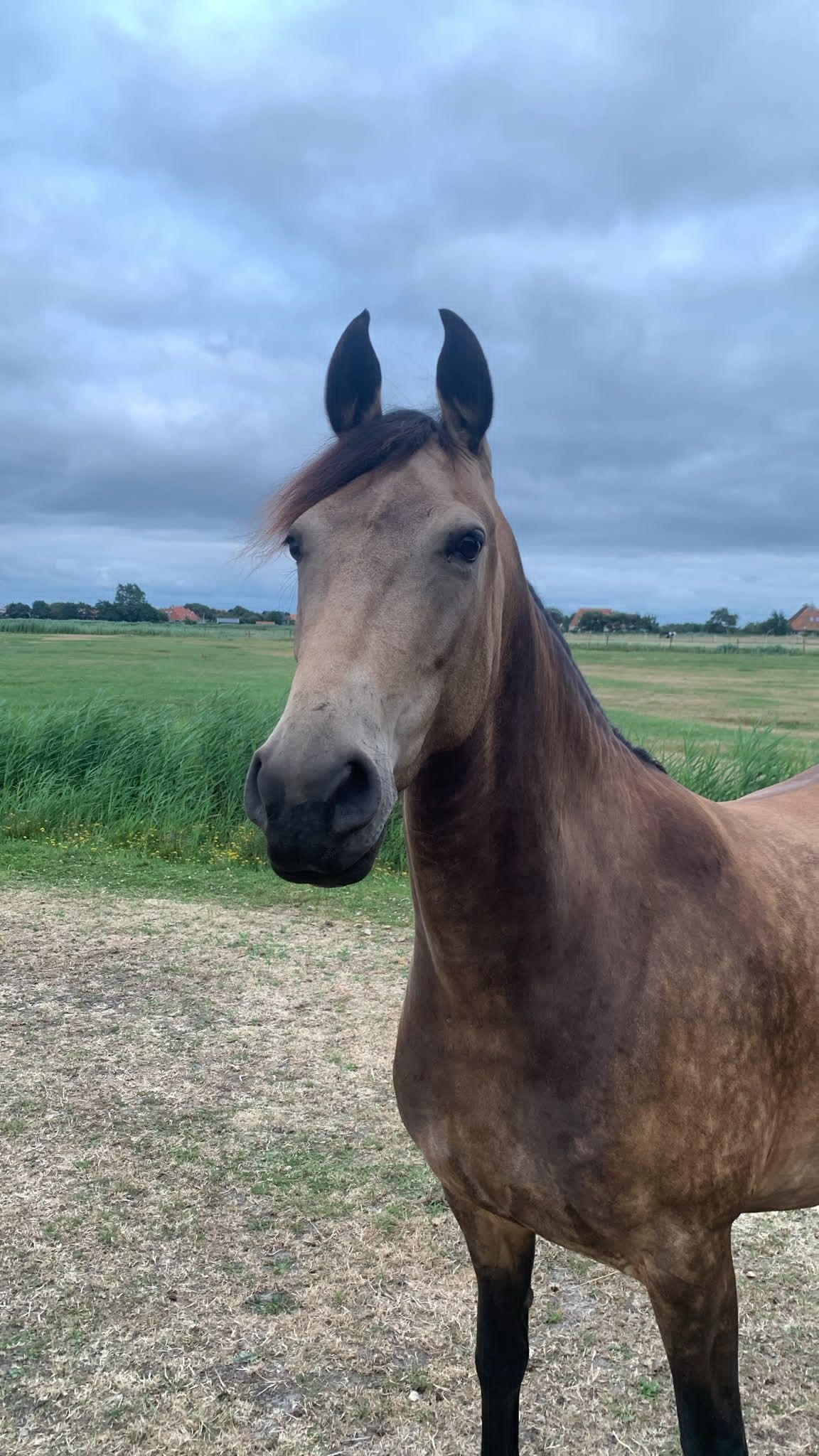 allround-fries merrie 5 Jahre alt andere-kleur zu verkaufen - Foto 3