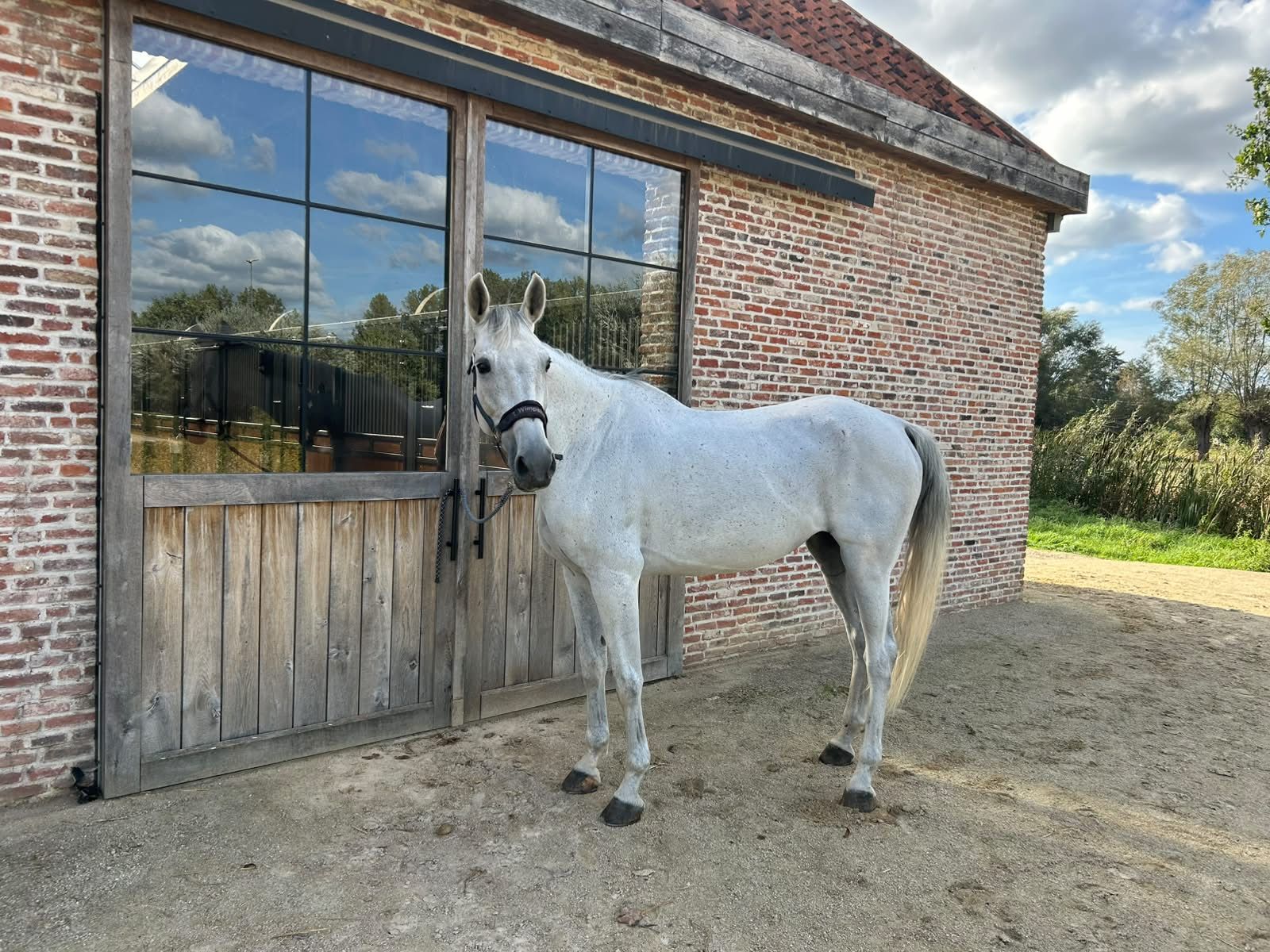 9 ετών φοράδα, SBS Belgian Sport Horse