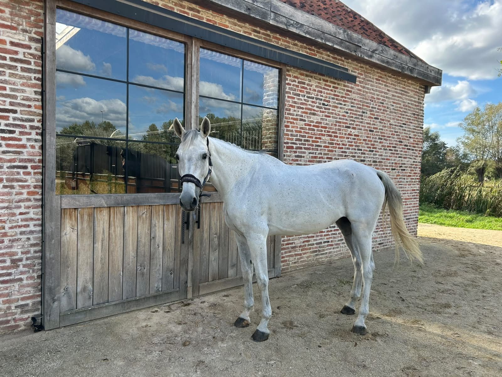 sbs springpaard merrie 9 años schimmel en venta - Foto 2