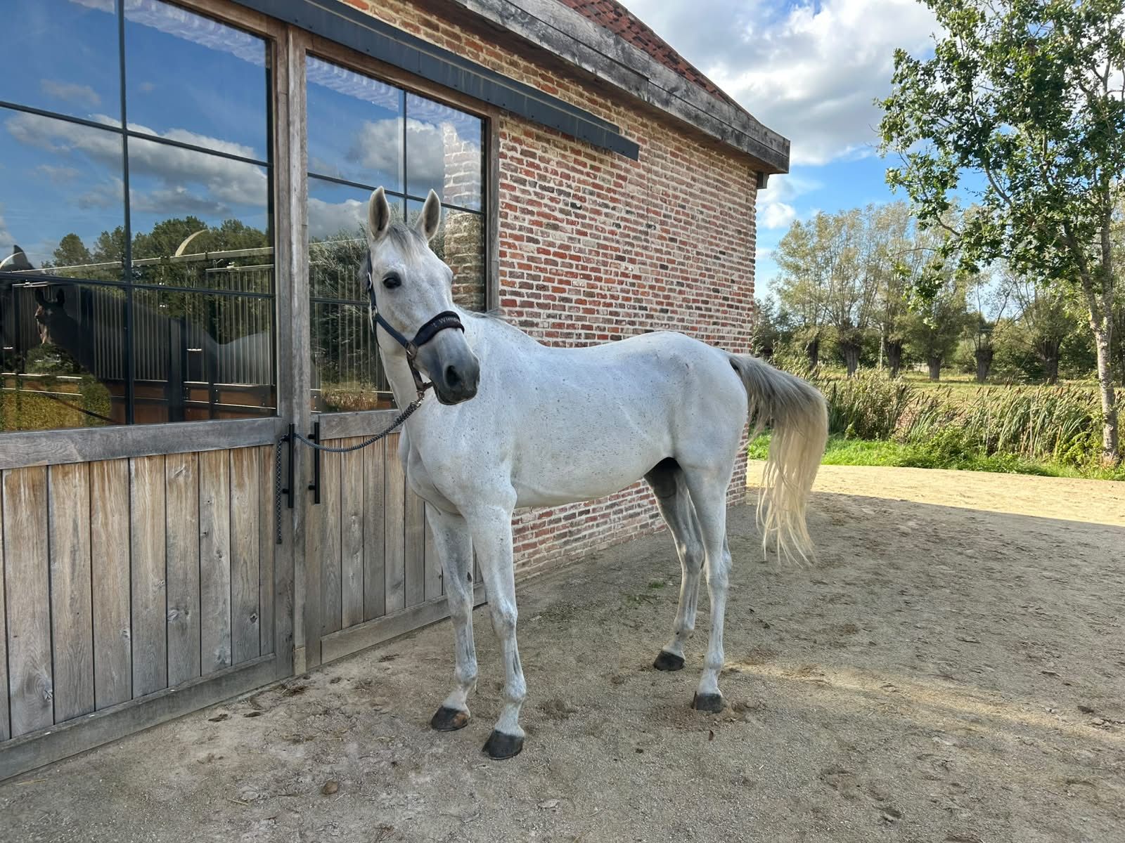 sbs springpaard merrie 9 años schimmel en venta - Foto 3