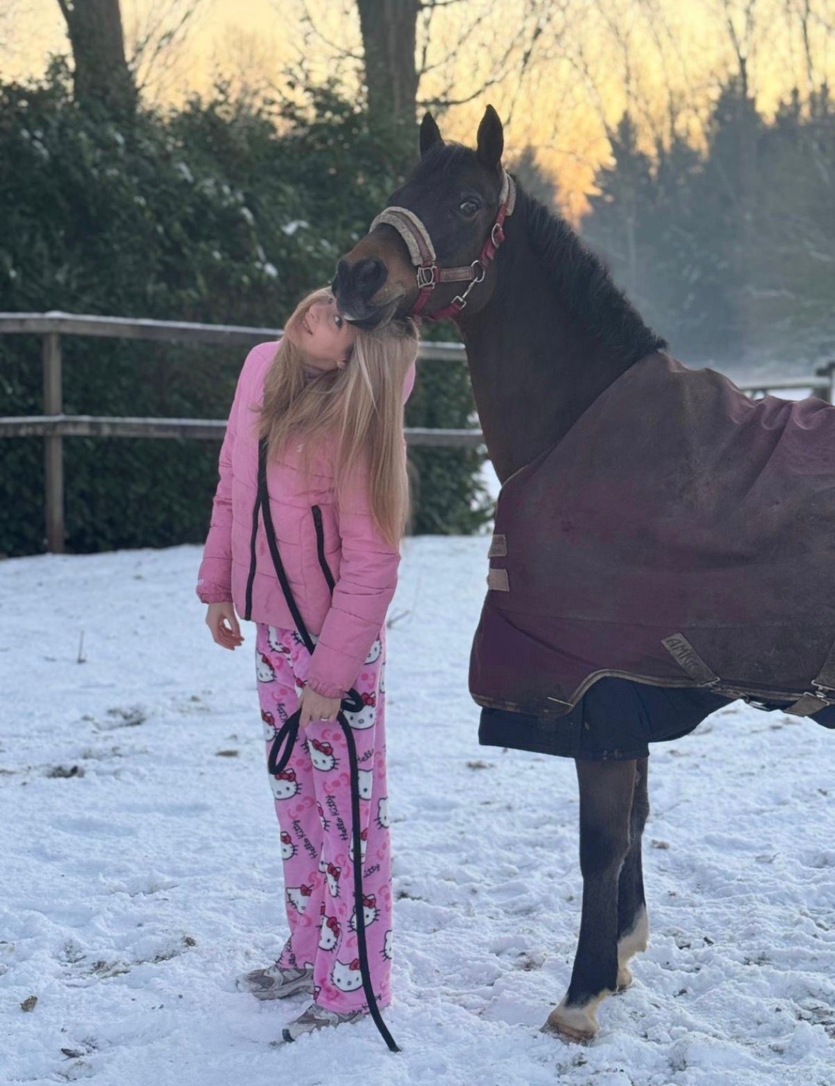 welsh dressuurpony ruin 13 år donkerbruin til salg - Foto 4
