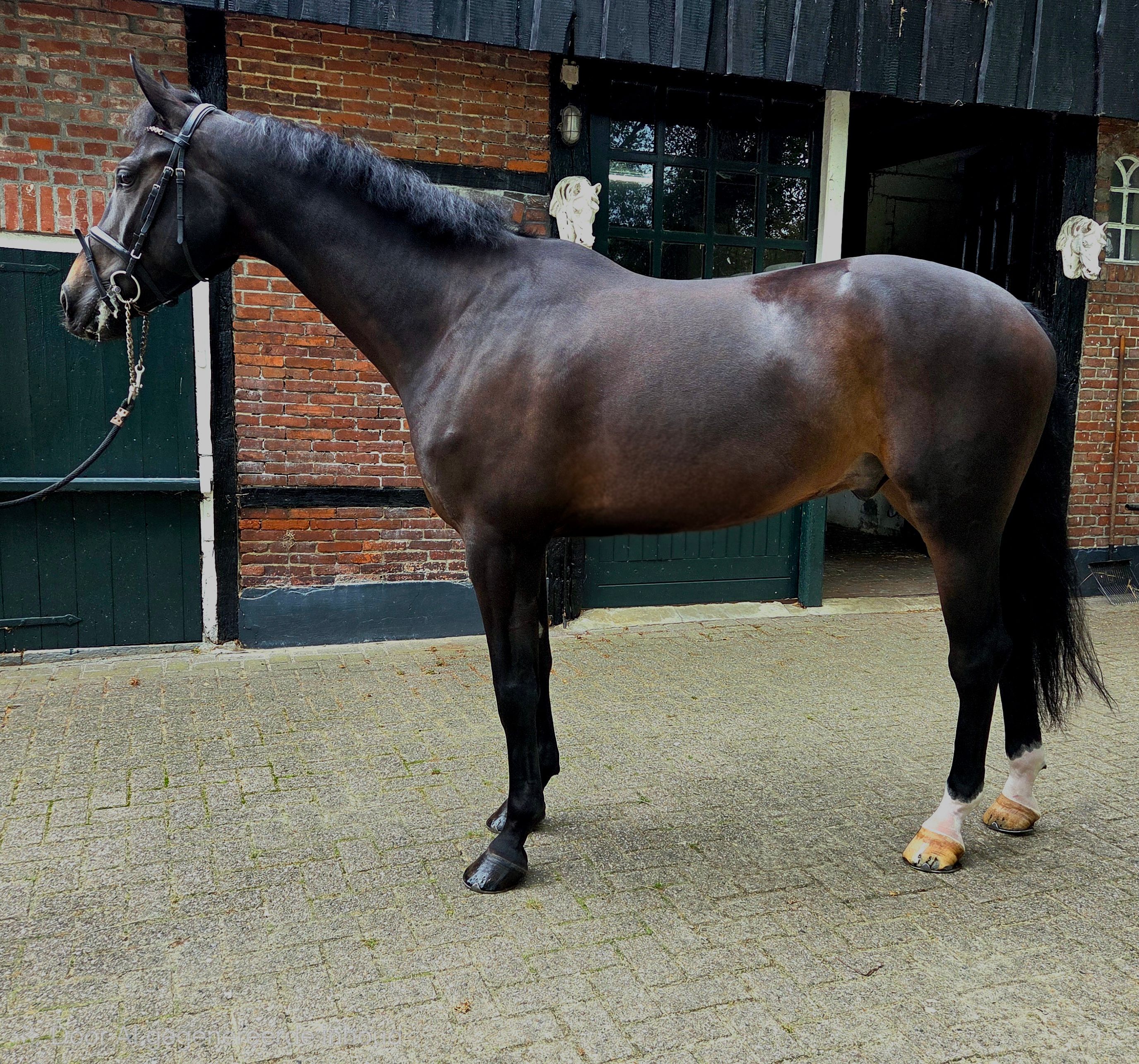 zangersheide springpaard ruin 6 ani donkerbruin de vânzare - Foto 3