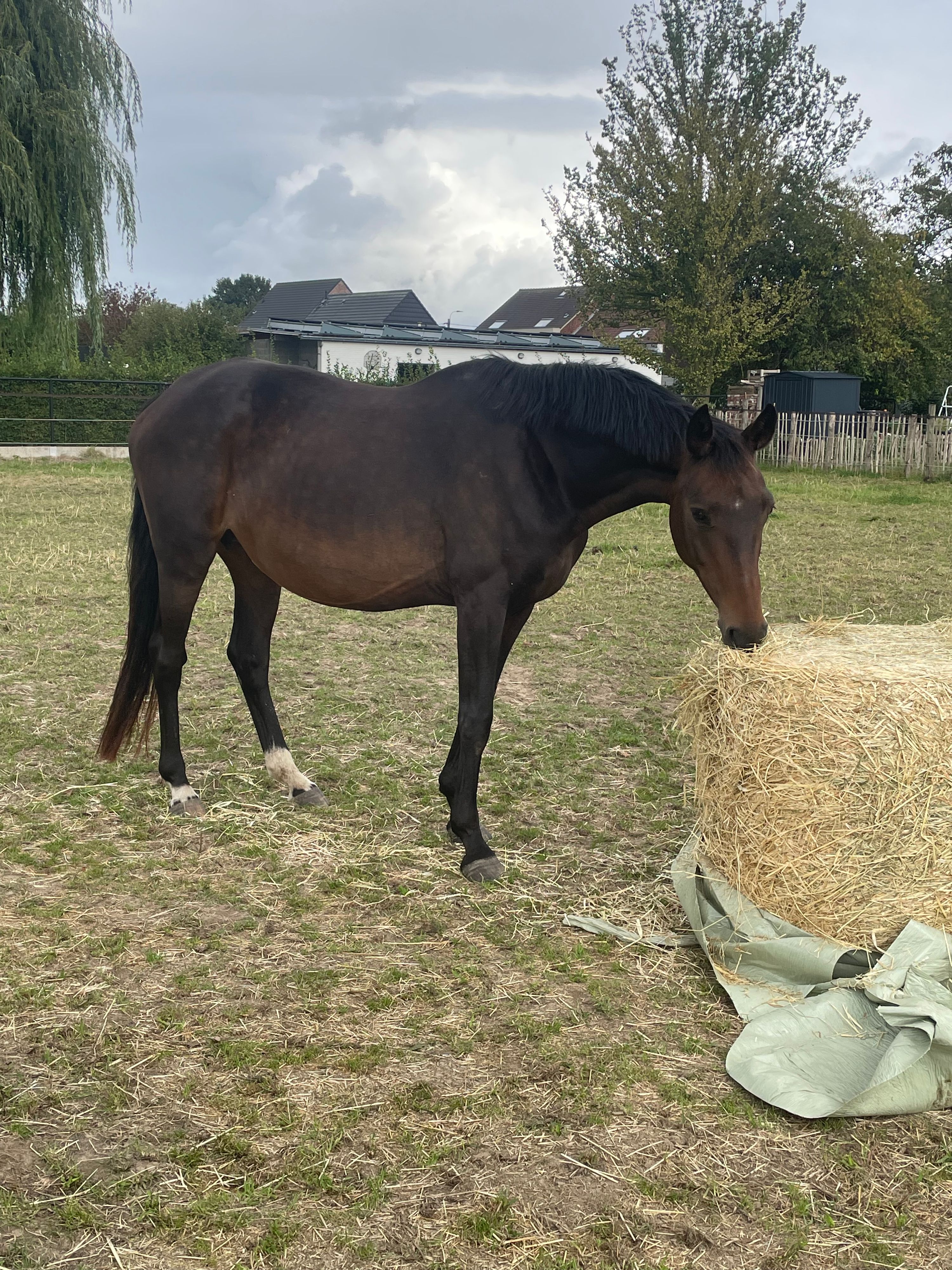 oldenburg dressuurpaard merrie 16 años donkerbruin en venta - Foto 3