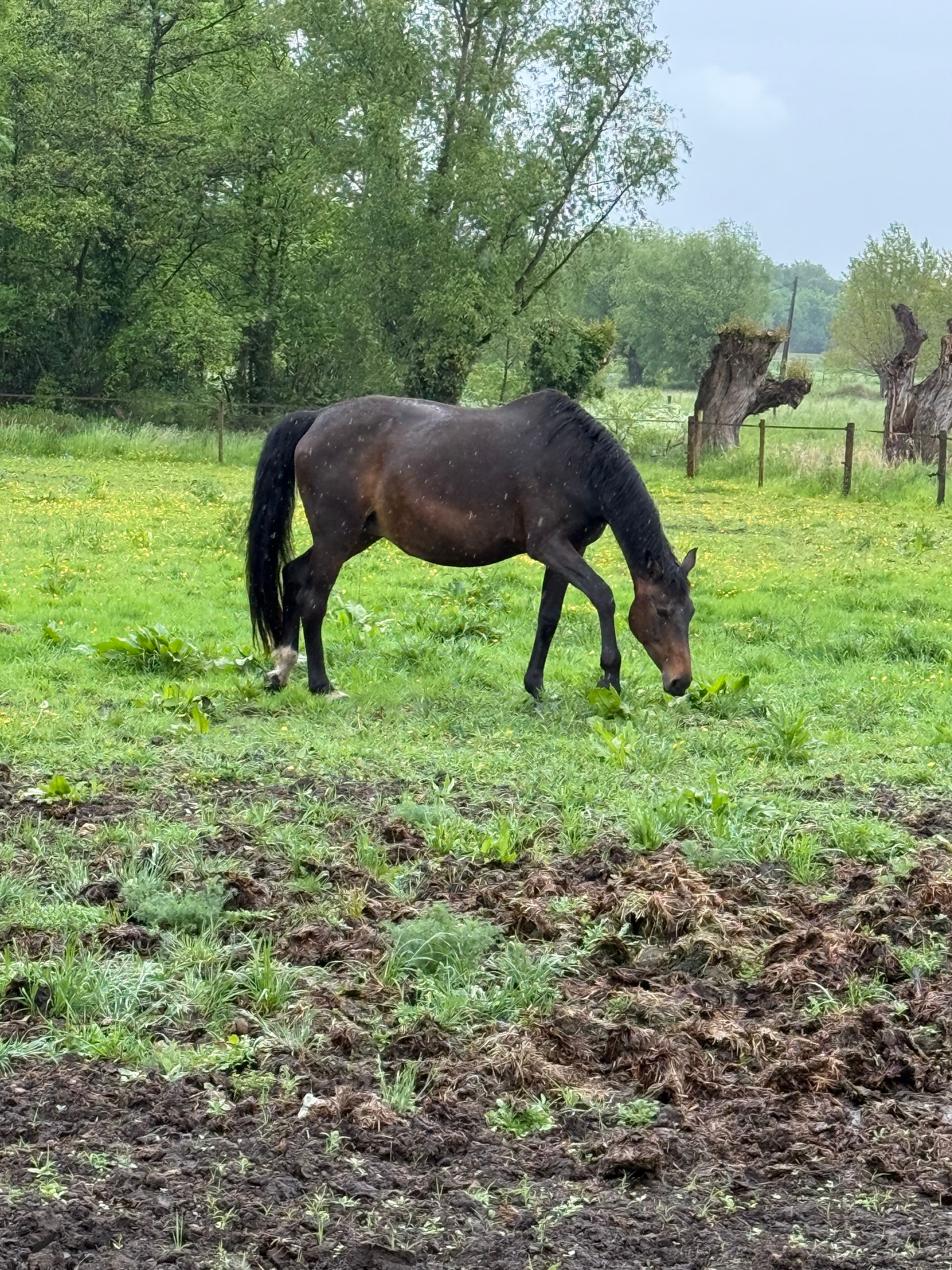 oldenburg dressuurpaard merrie 16 años donkerbruin en venta - Foto 4