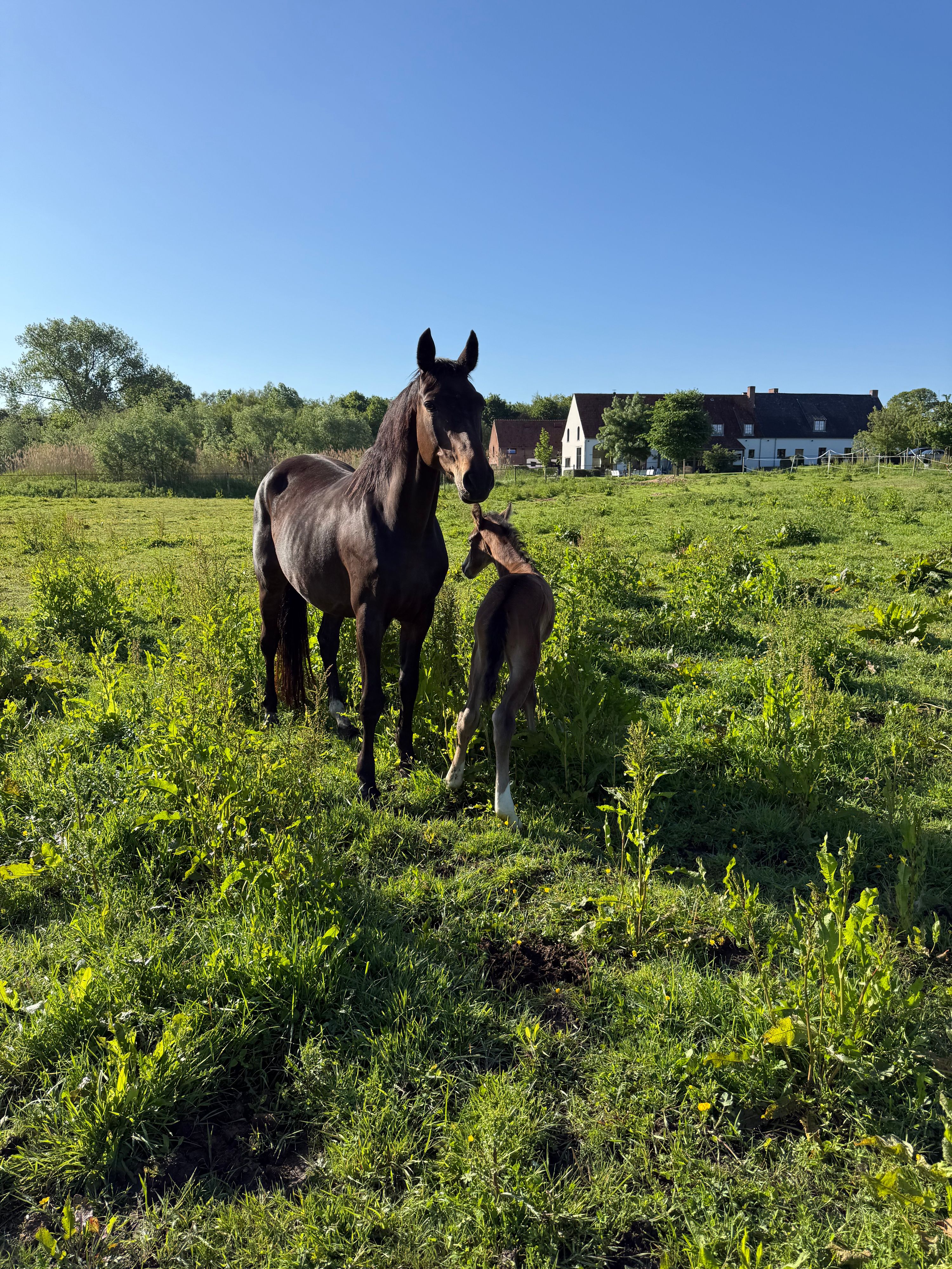 oldenburg dressuurpaard merrie 16 años donkerbruin en venta - Foto 6