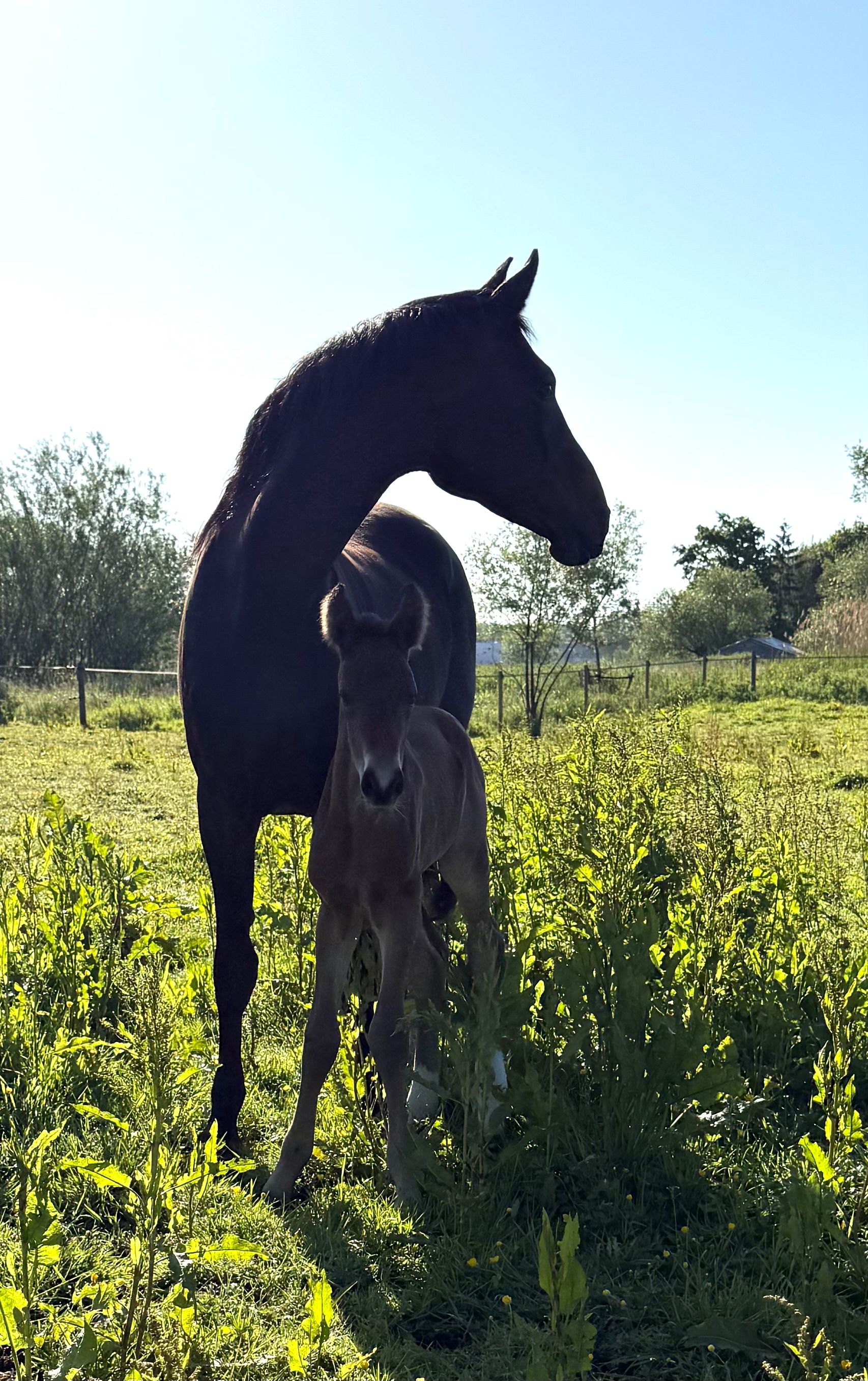 oldenburg dressuurpaard merrie 16 años donkerbruin en venta - Foto 5