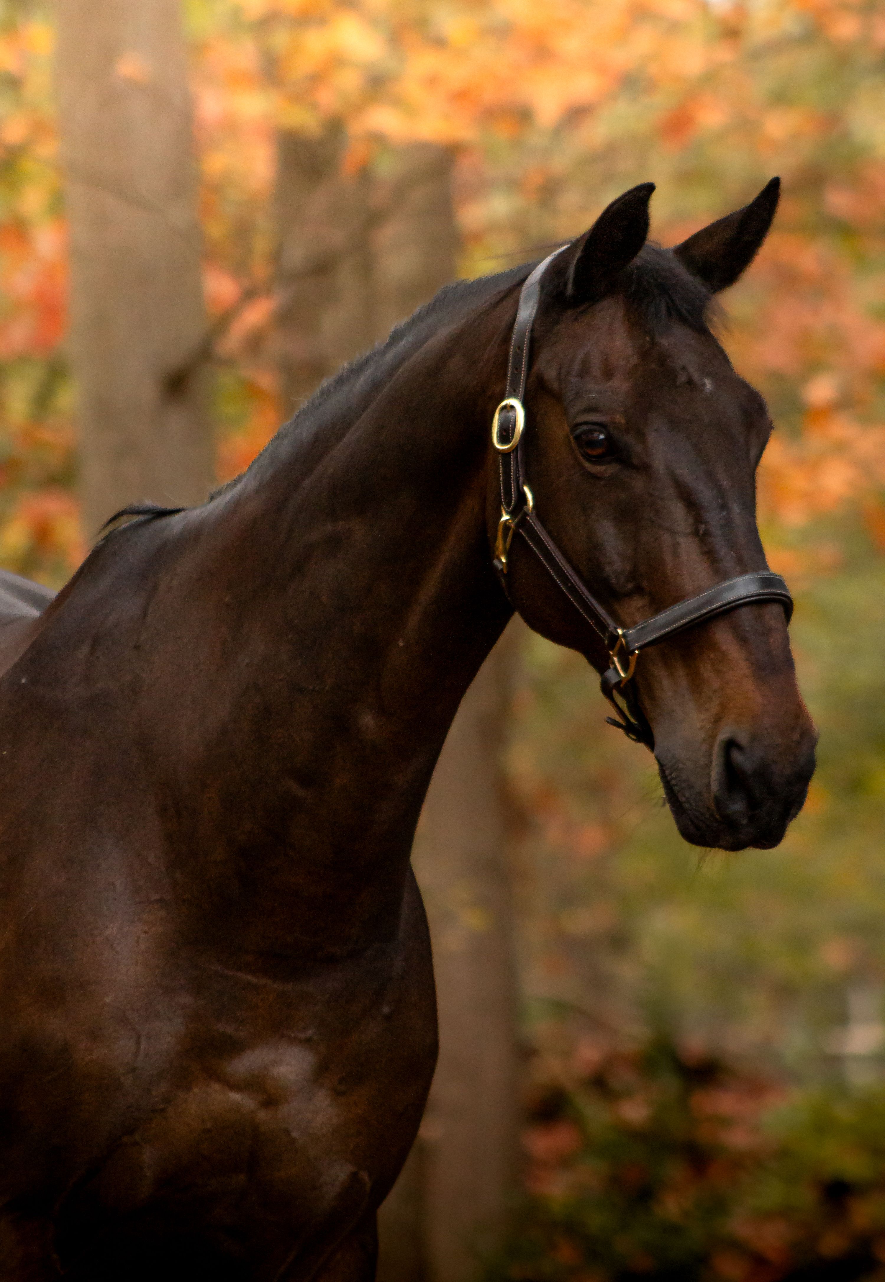 kwpn springpaard ruin 17 años donkerbruin en venta - Foto 2
