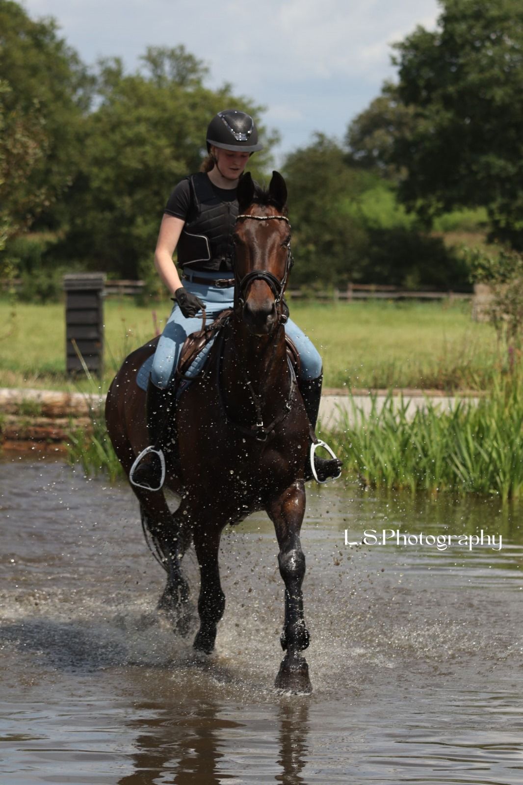 kwpn springpaard ruin 17 años donkerbruin en venta - Foto 4