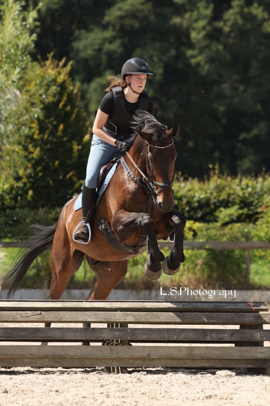 kwpn springpaard ruin 17 años donkerbruin en venta - Foto 3