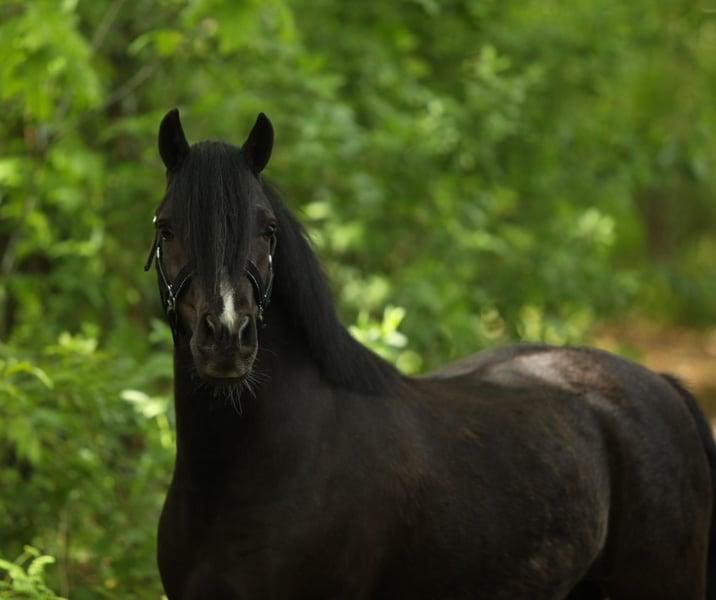 welsh allround-pony merrie 4 years old zwart for sale - Photo 2
