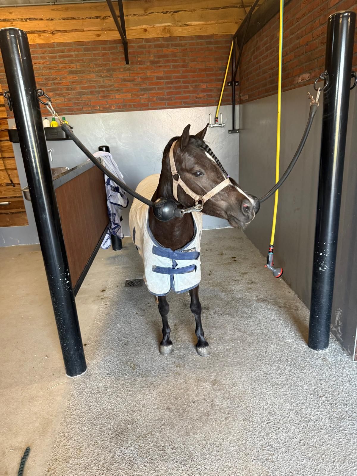 welsh allround-pony merrie 4 years old zwart for sale - Photo 5