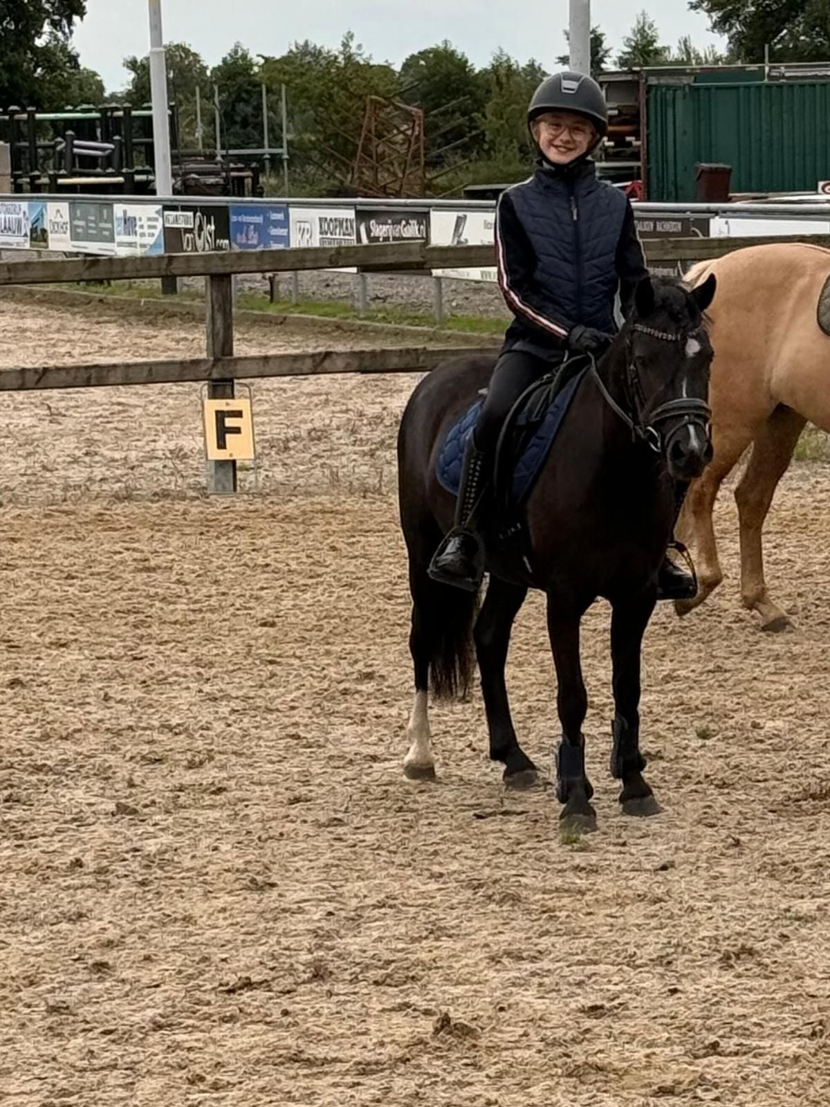 welsh allround-pony merrie 4 years old zwart for sale - Photo 4