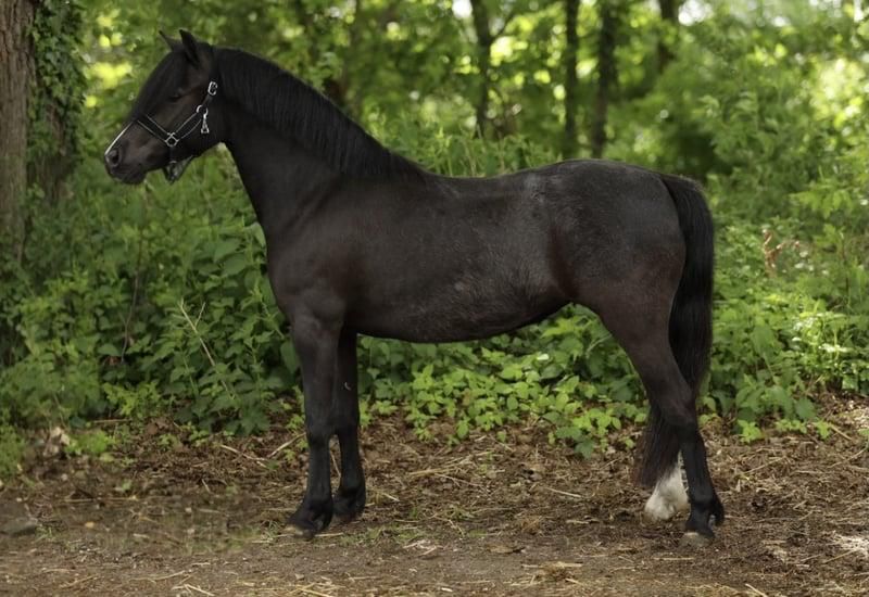 welsh allround-pony merrie 4 years old zwart for sale - Photo 3