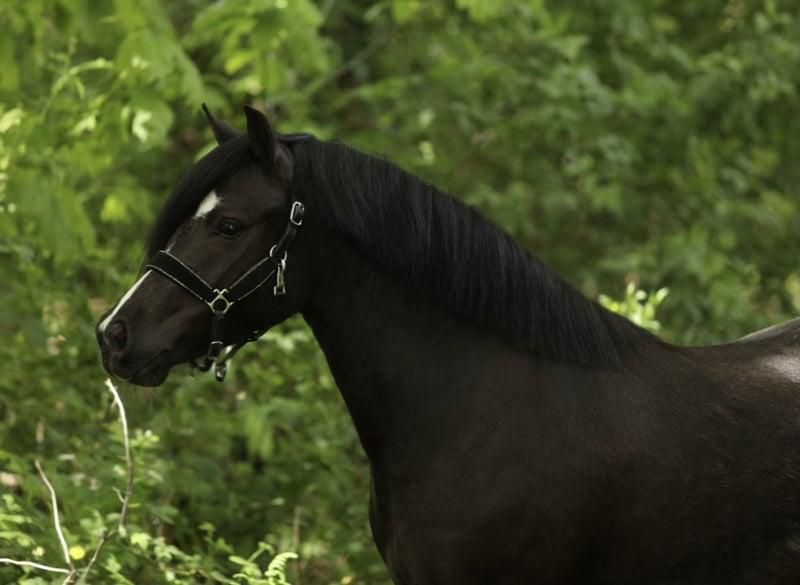 Stunning and well-behaved Welsh A pony!