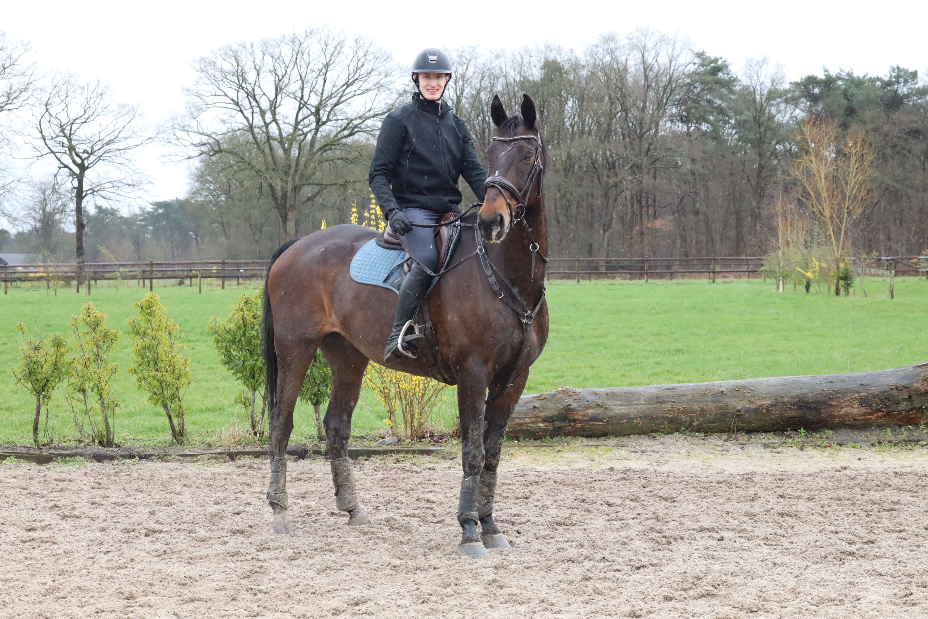 kwpn springpaard ruin 17 años donkerbruin en venta - Foto 6