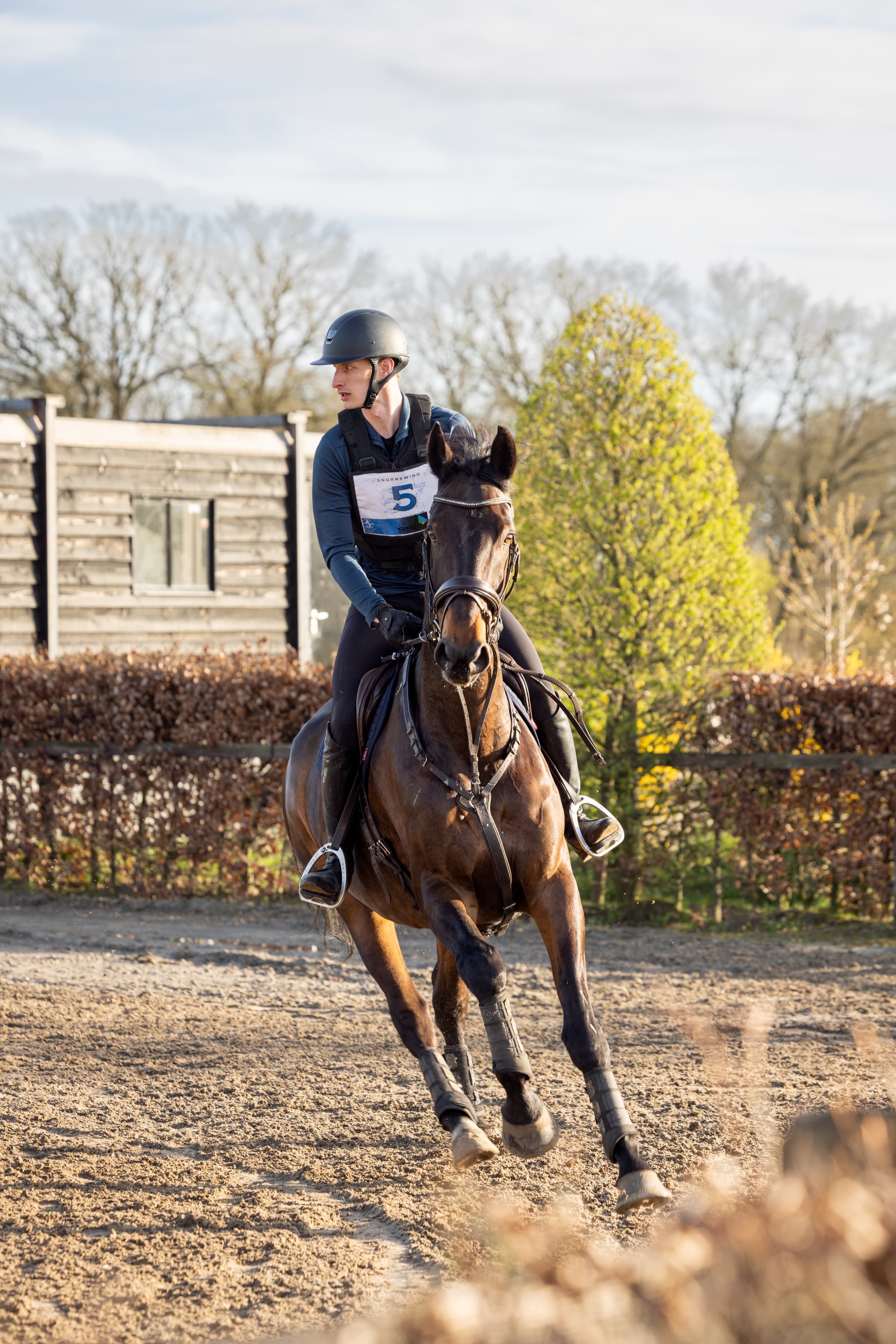 kwpn springpaard ruin 17 años donkerbruin en venta - Foto 5