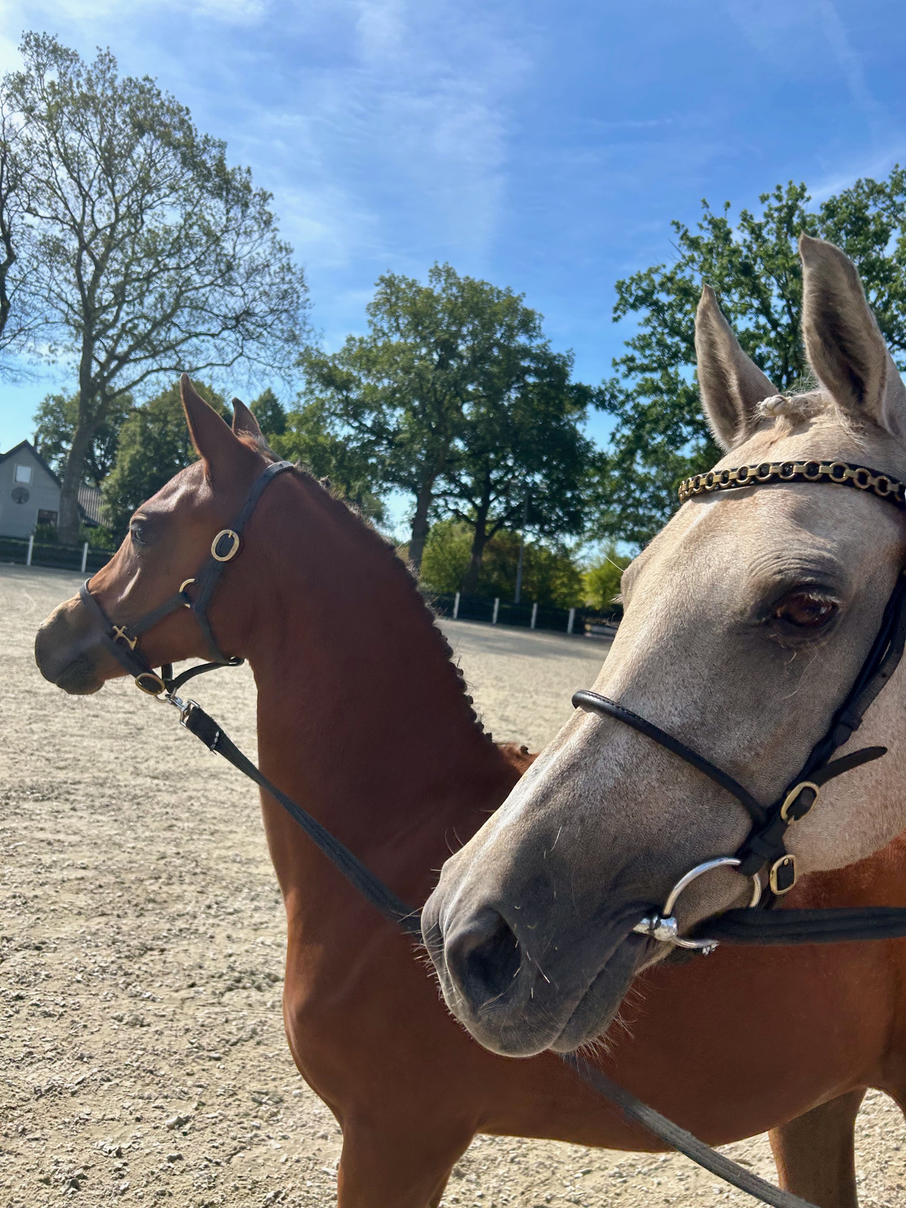 Prachtig 1e premie merrieveulen (D-pony)