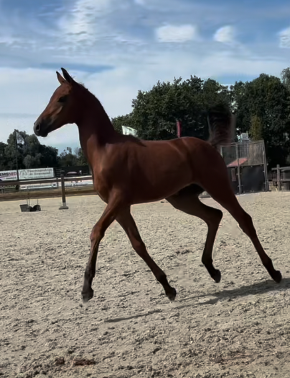 nrps dressuurpony merrie 0 años bruin en venta - Foto 2