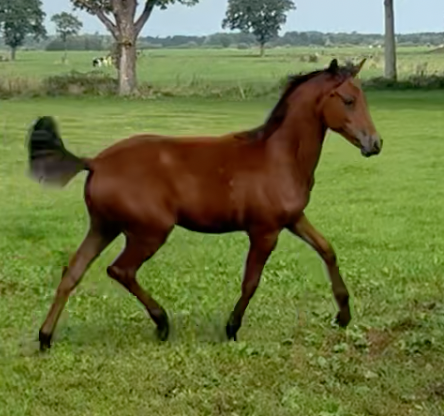 nrps dressuurpony merrie 0 años bruin en venta - Foto 3