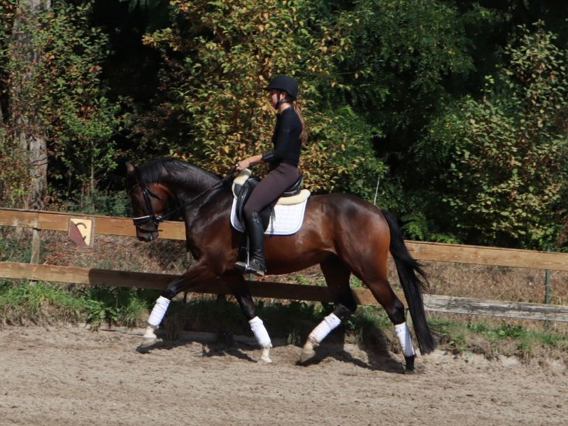 kwpn dressuurpaard ruin 4 años bruin en venta - Foto 6