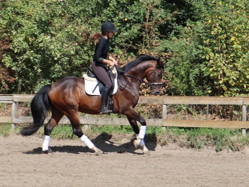 kwpn dressuurpaard ruin 4 años bruin en venta - Foto 2