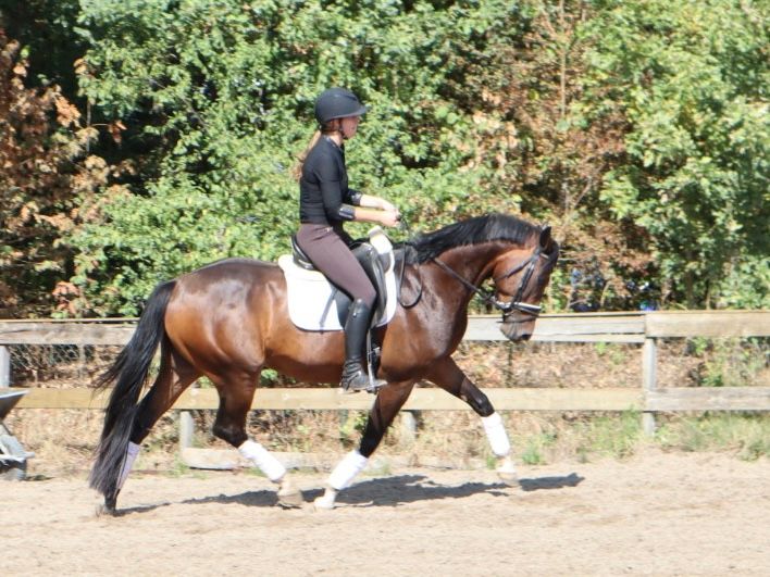 kwpn dressuurpaard ruin 4 años bruin en venta - Foto 3