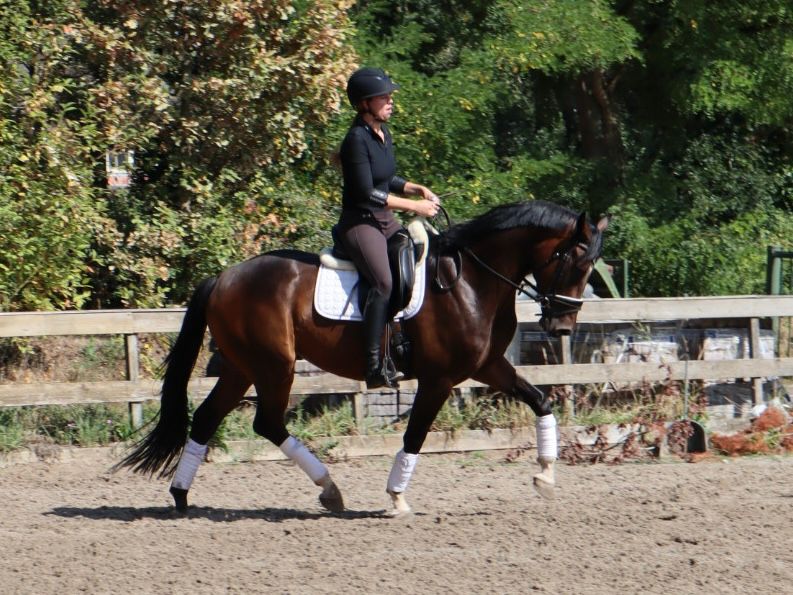 kwpn dressuurpaard ruin 4 años bruin en venta - Foto 4