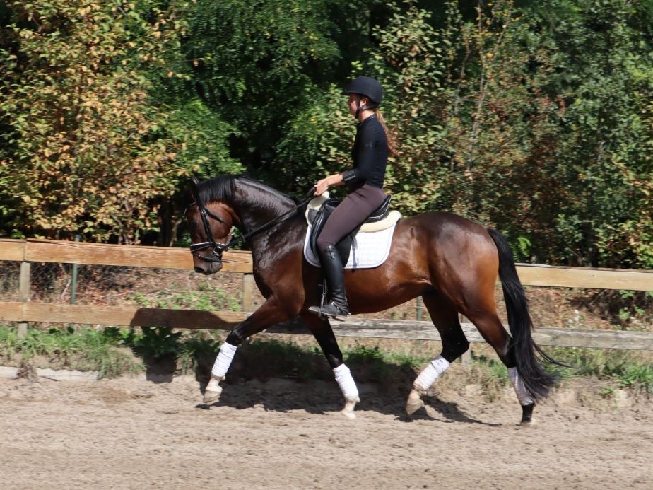 kwpn dressuurpaard ruin 4 años bruin en venta - Foto 5