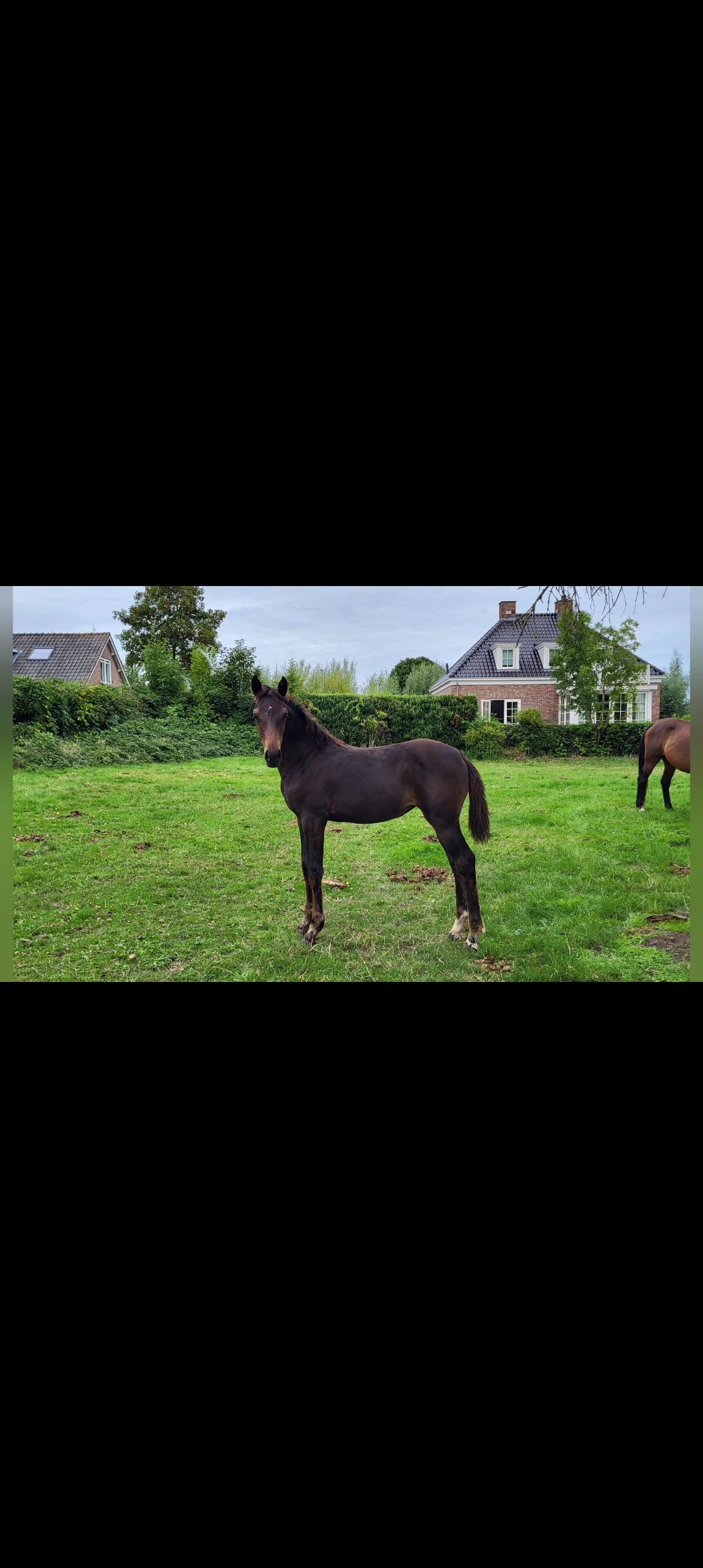 Stutfohlen Weasyrena-O: Lord Fauntleroy x Berlin