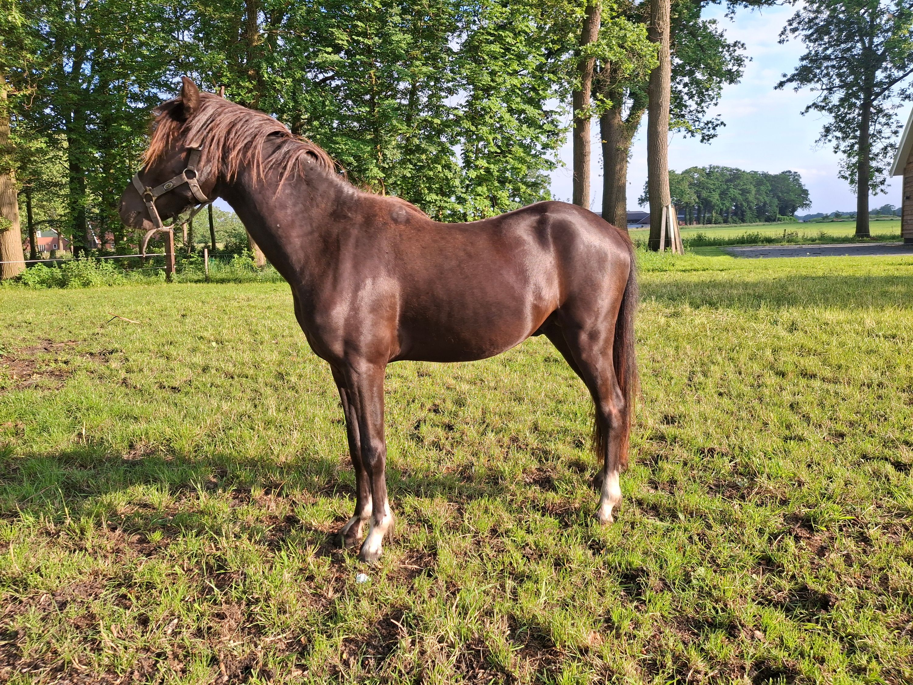 welsh-cob allround-pony hengst 2 años zwart en venta - Foto 3
