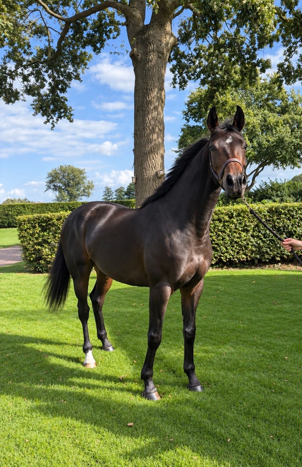 kwpn dressuurpaard merrie 4 años donkerbruin en venta - Foto 2