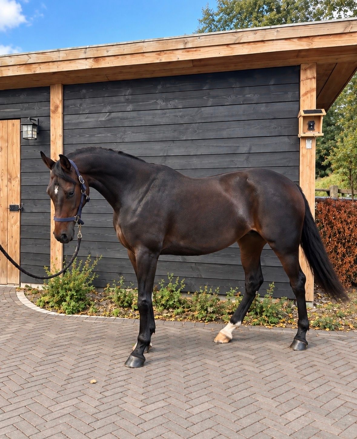 kwpn dressuurpaard merrie 4 años donkerbruin en venta - Foto 3