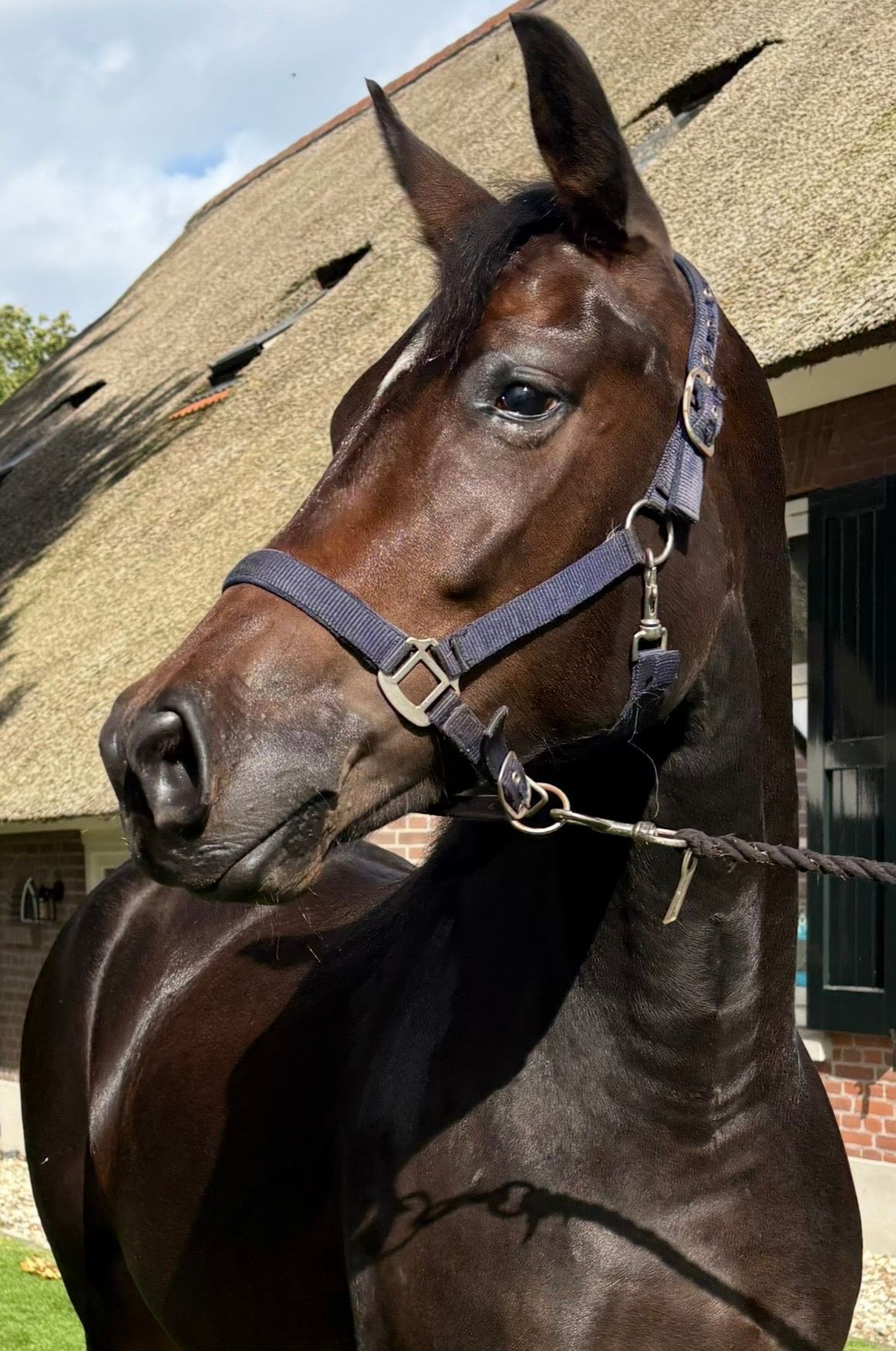 kwpn dressuurpaard merrie 4 años donkerbruin en venta - Foto 4