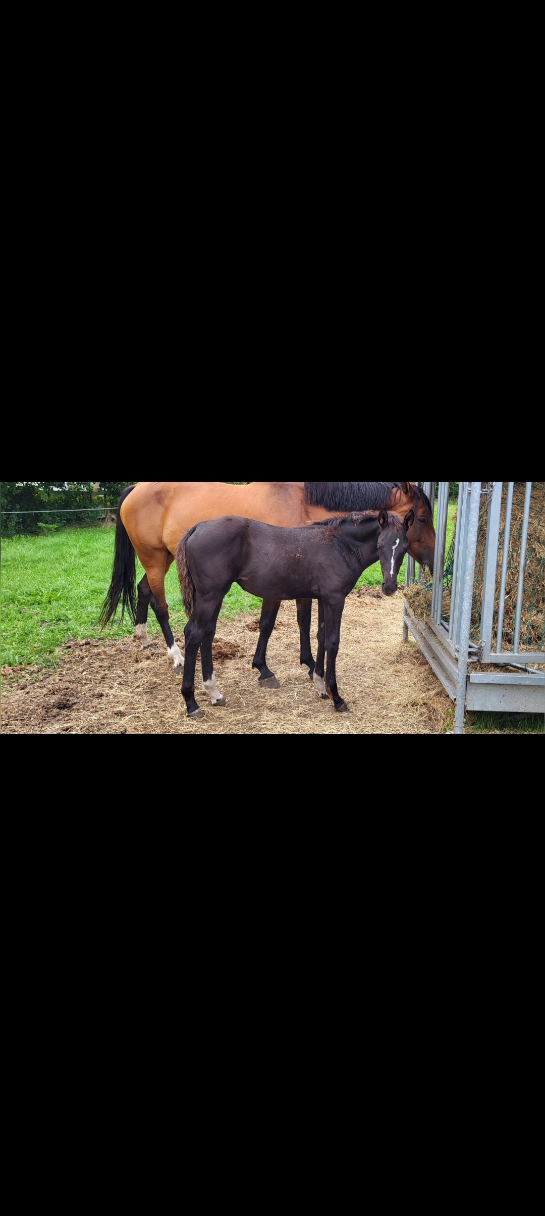 Merrieveulen Wijntje-O I'm Special de Muze TN x Big Star JR K Z
