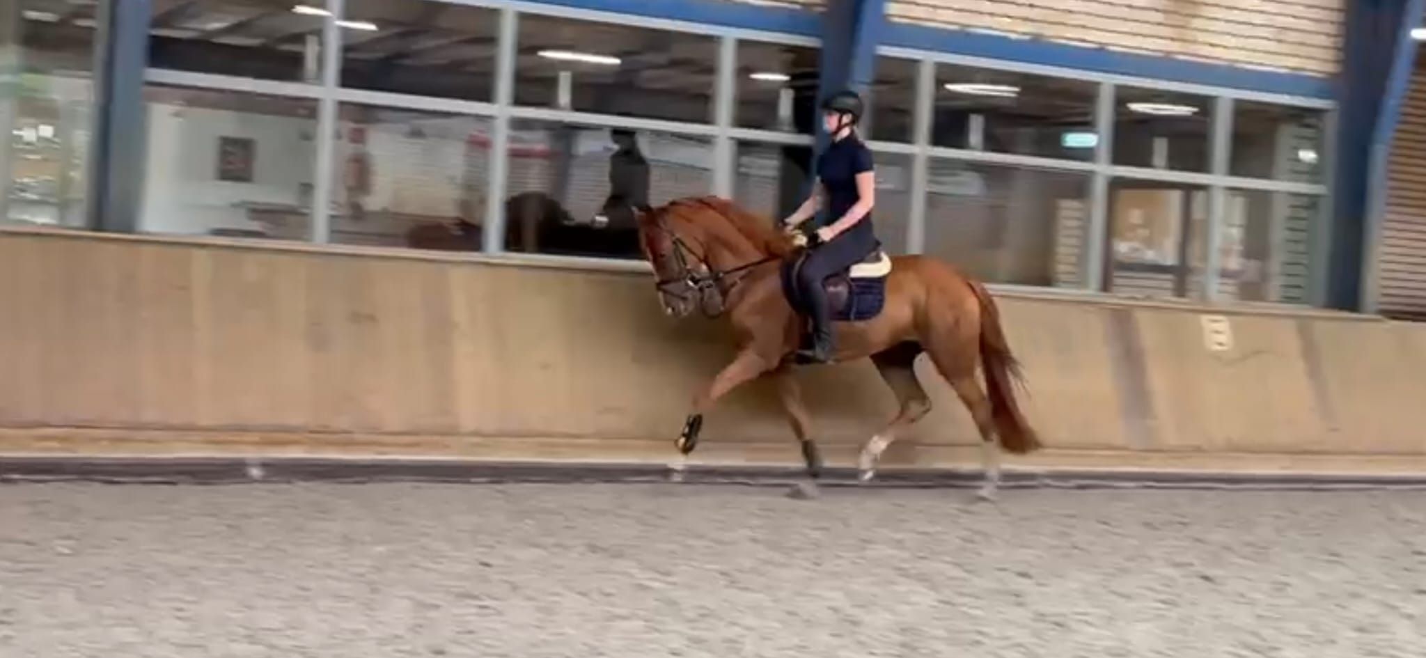 3.5 jarige brave allround E pony