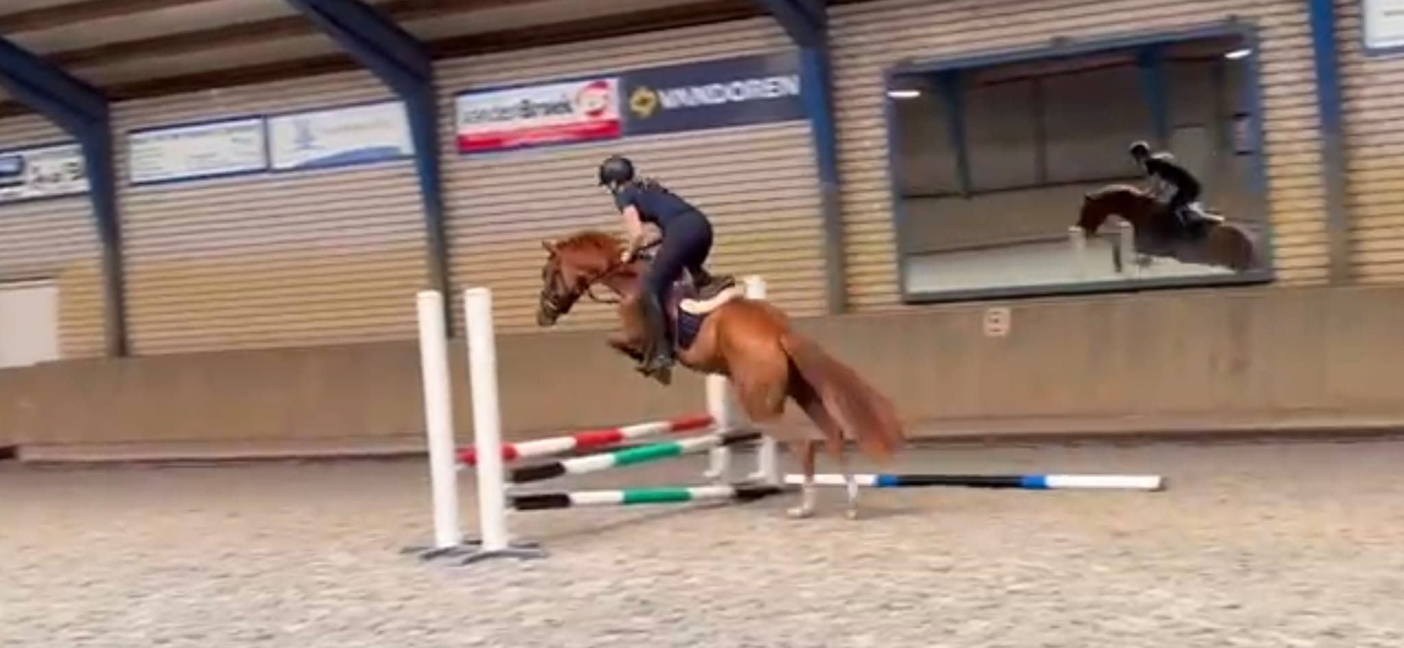 new-forest allround-pony ruin 3 años vos en venta - Foto 2