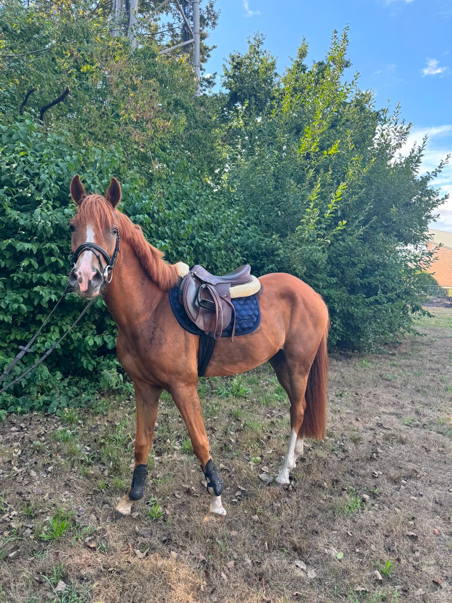 new-forest allround-pony ruin 3 años vos en venta - Foto 4