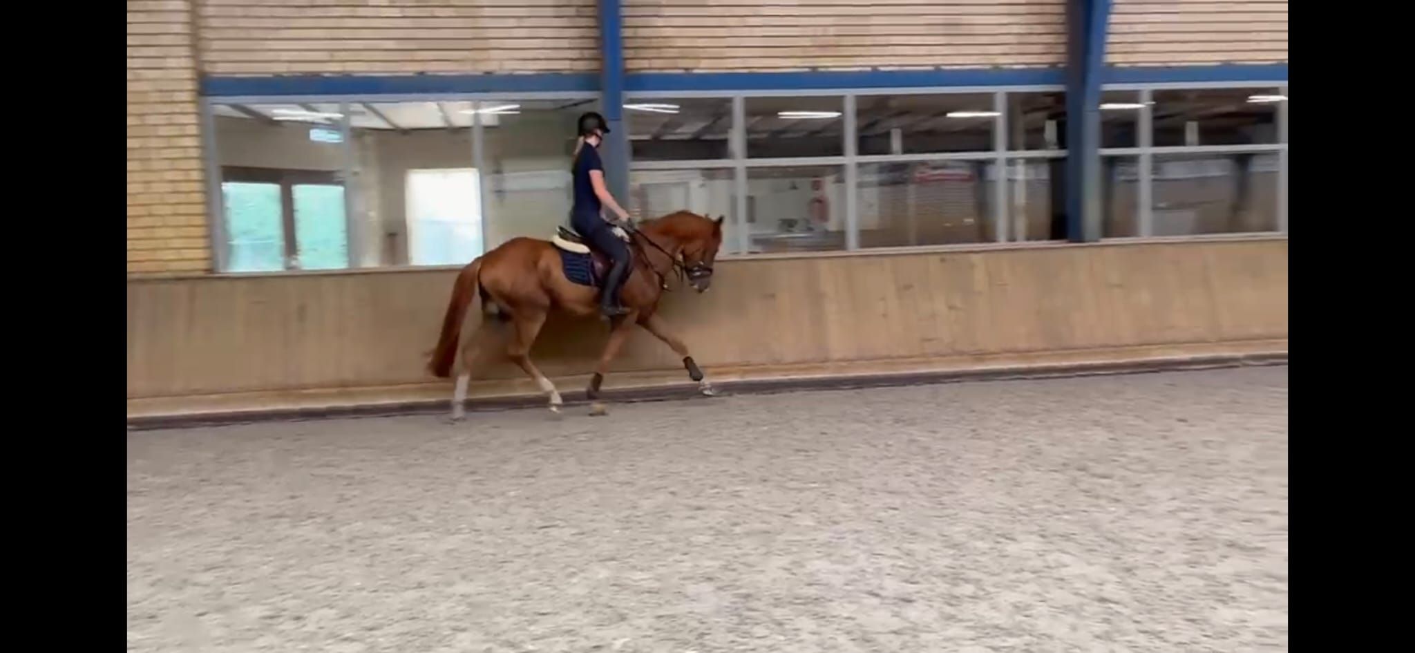 new-forest allround-pony ruin 3 años vos en venta - Foto 3