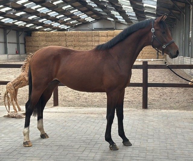 KWPN dressuurpaard hengst 2 años bruin en venta - Foto 3
