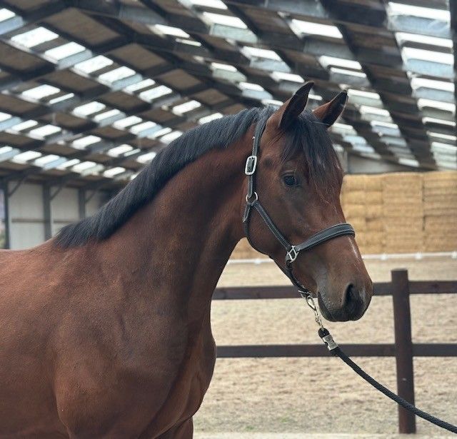 KWPN dressuurpaard hengst 2 años bruin en venta - Foto 2